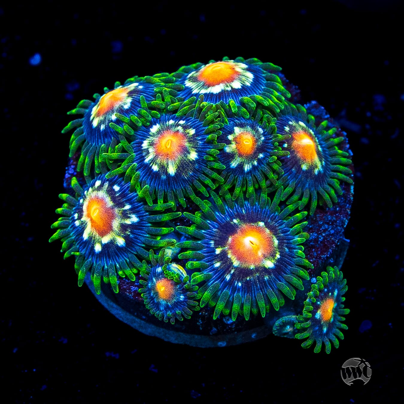 Jason Fox Stargazer Zoanthids