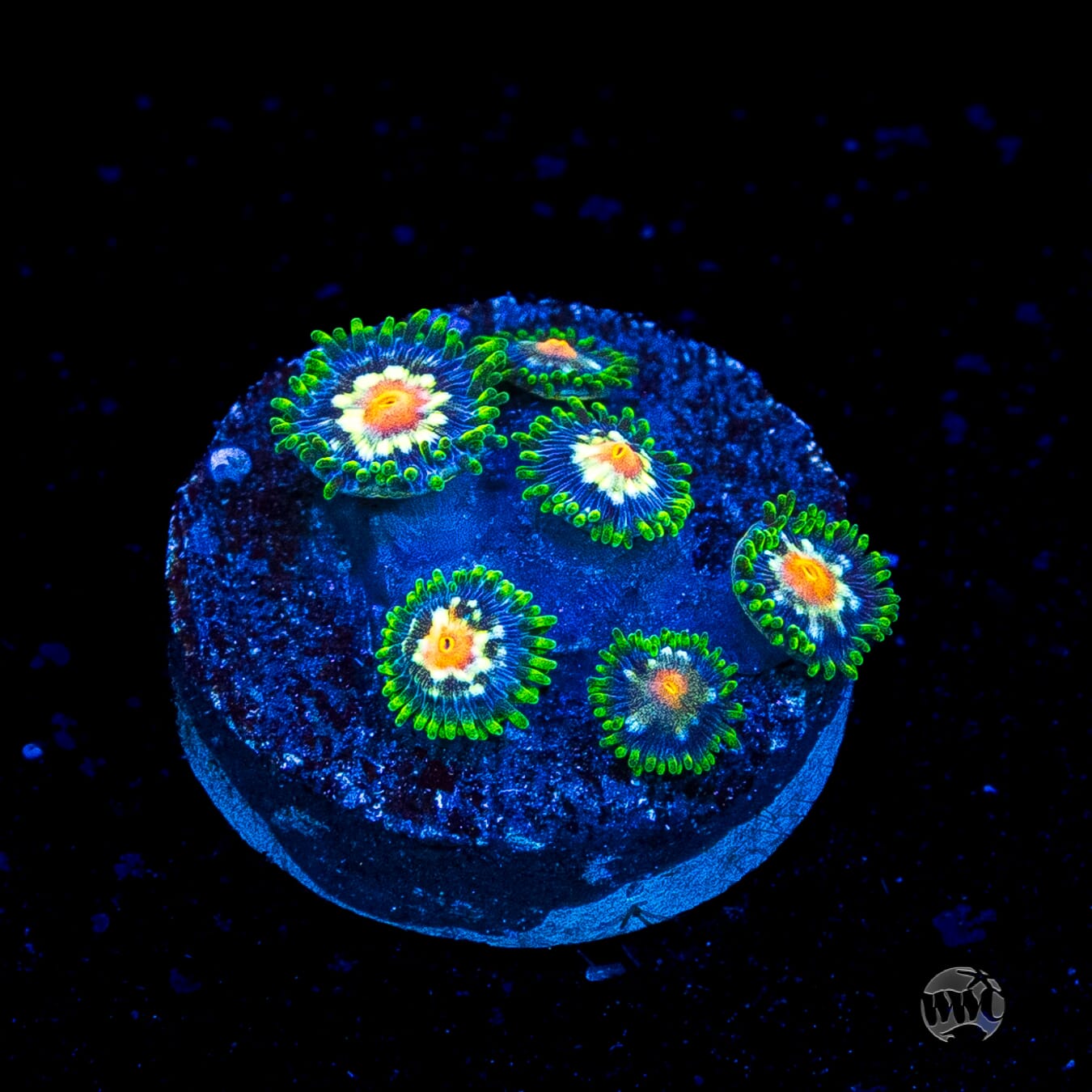 Jason Fox Stargazer Zoanthids