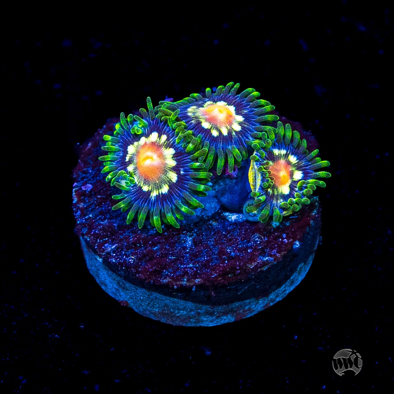 Jason Fox Stargazer Zoanthids