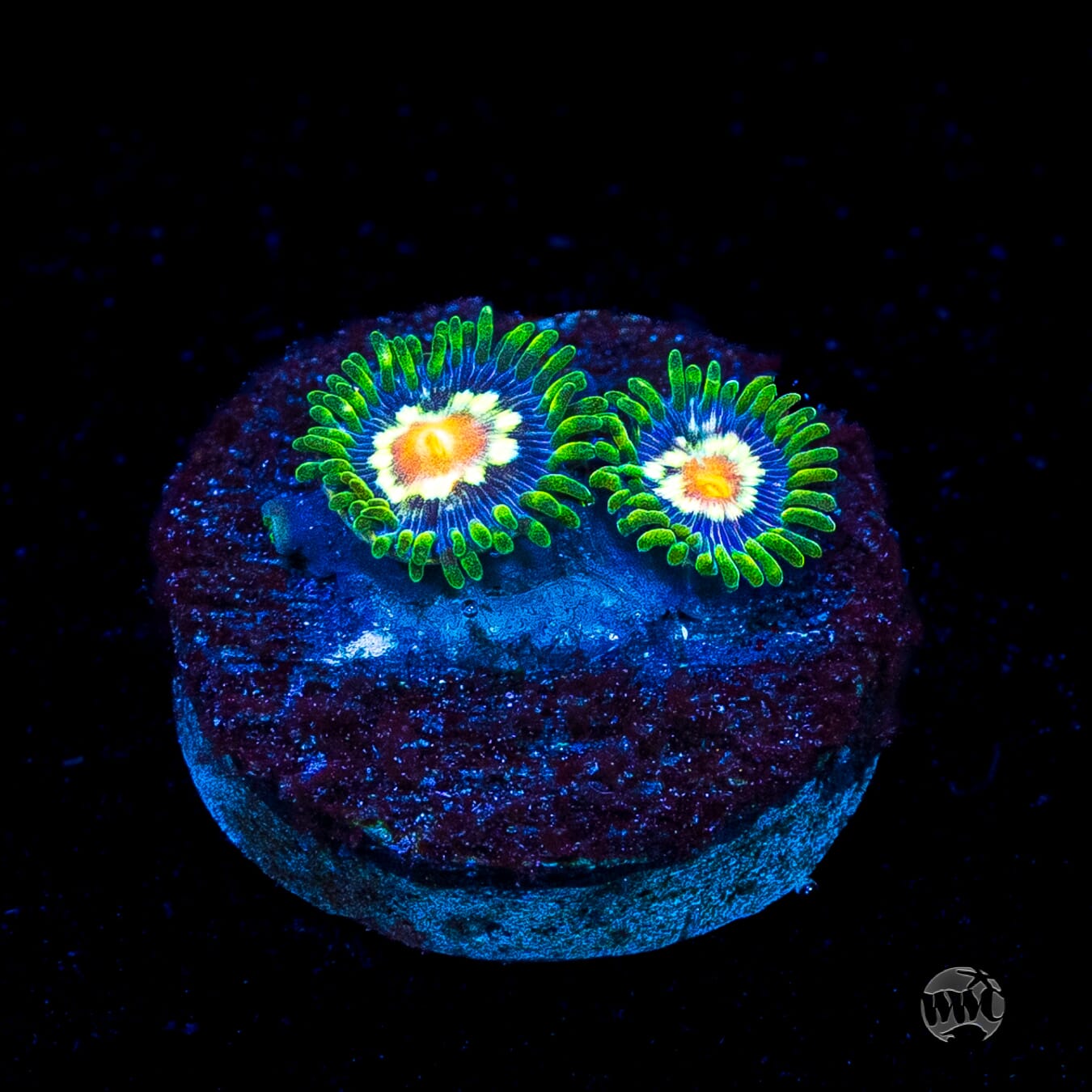 Jason Fox Stargazer Zoanthids