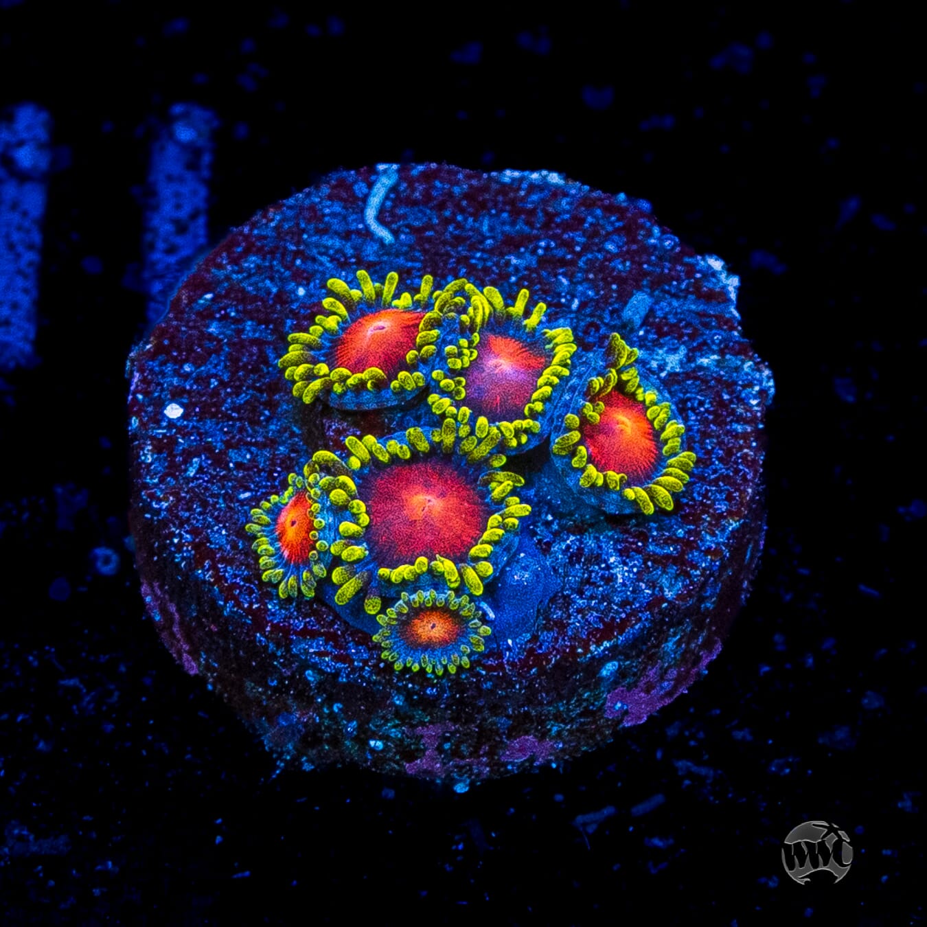 WWC Rising Sun Zoanthids