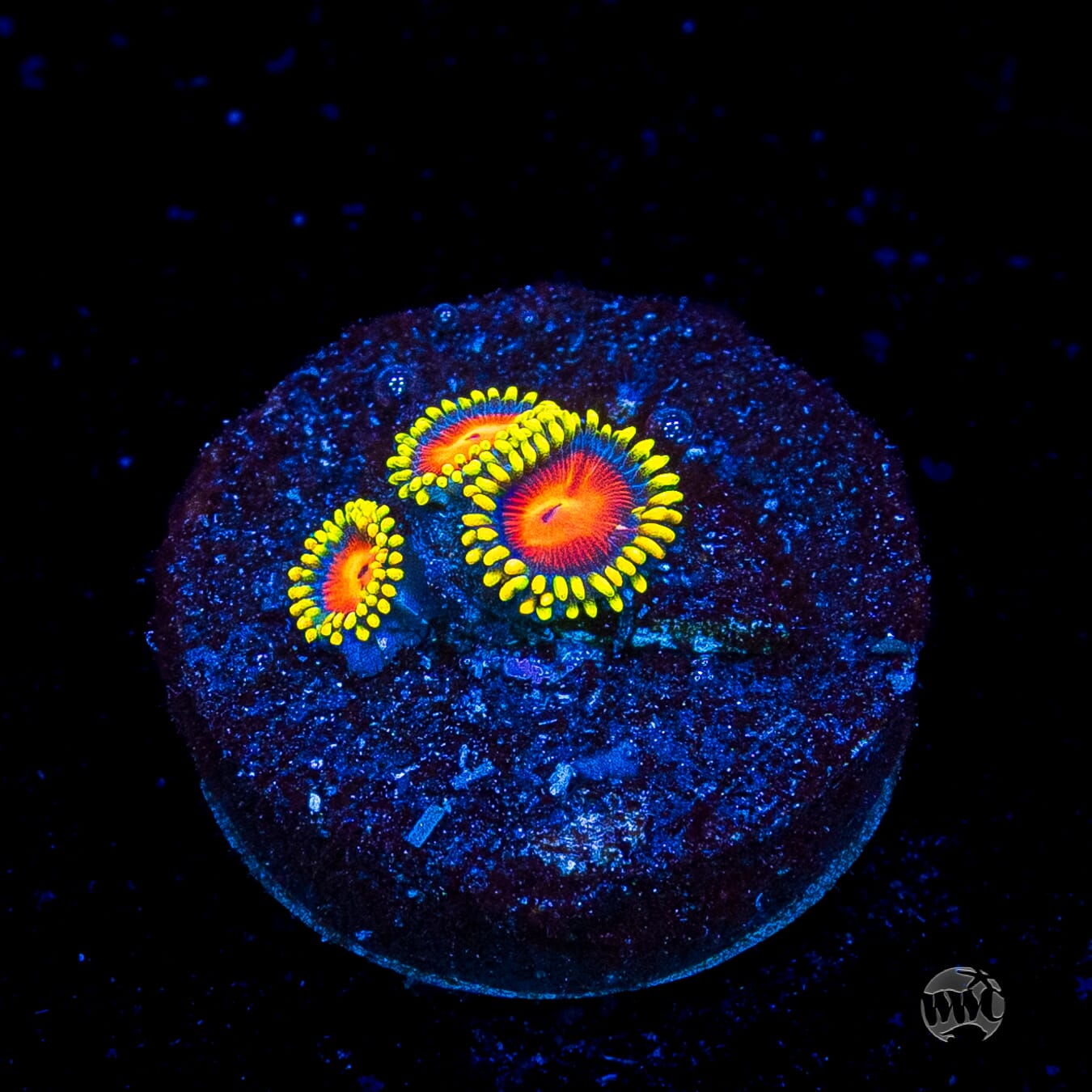 WWC Rising Sun Zoanthids