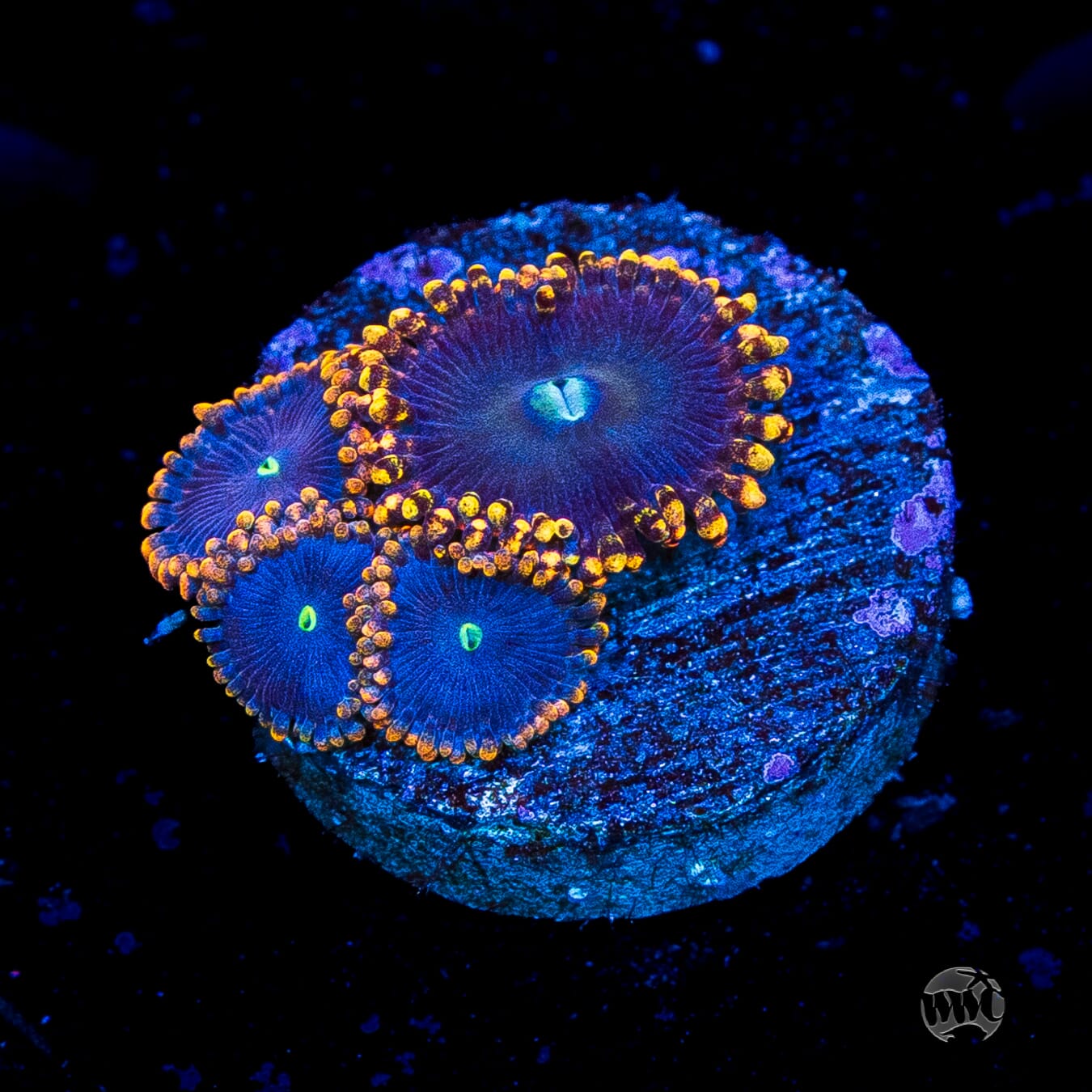 WWC Ultimate Chaos Zoanthids