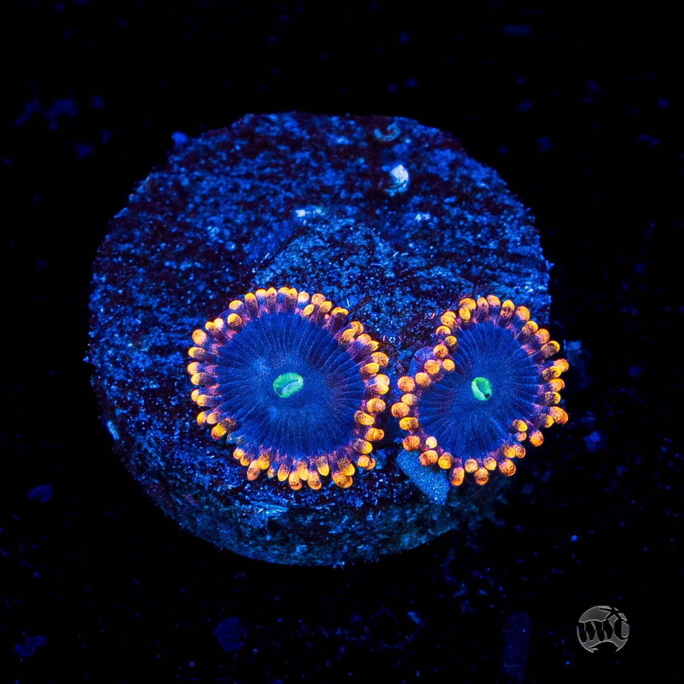 WWC Ultimate Chaos Zoanthids
