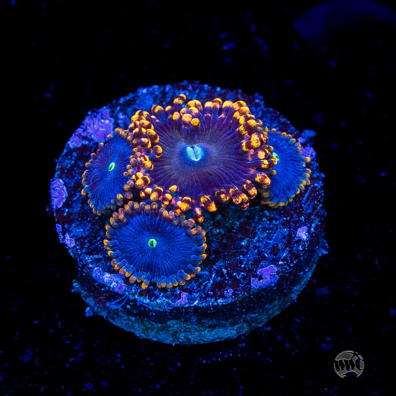 WWC Ultimate Chaos Zoanthids
