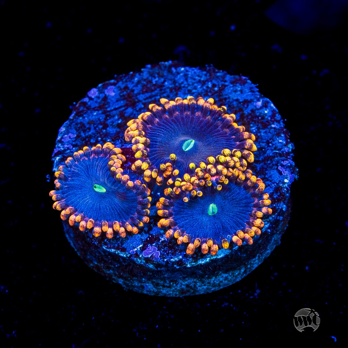 WWC Ultimate Chaos Zoanthids