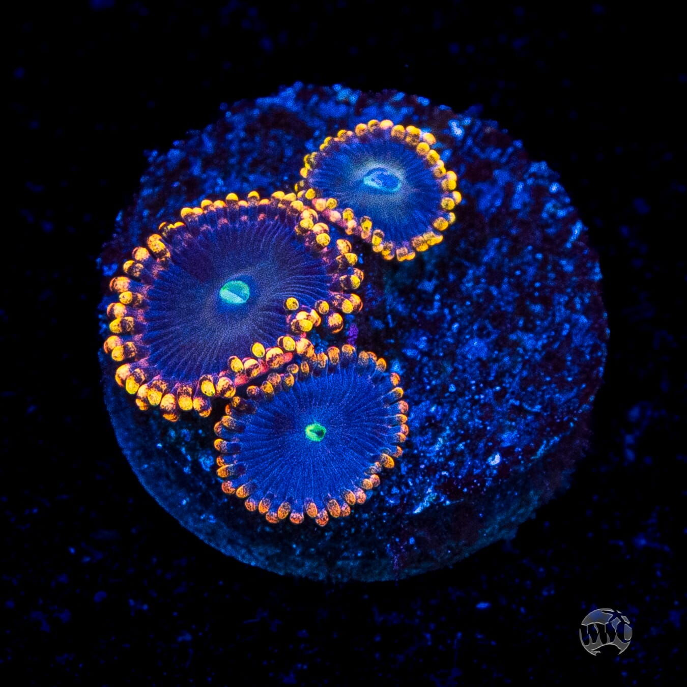 WWC Ultimate Chaos Zoanthids