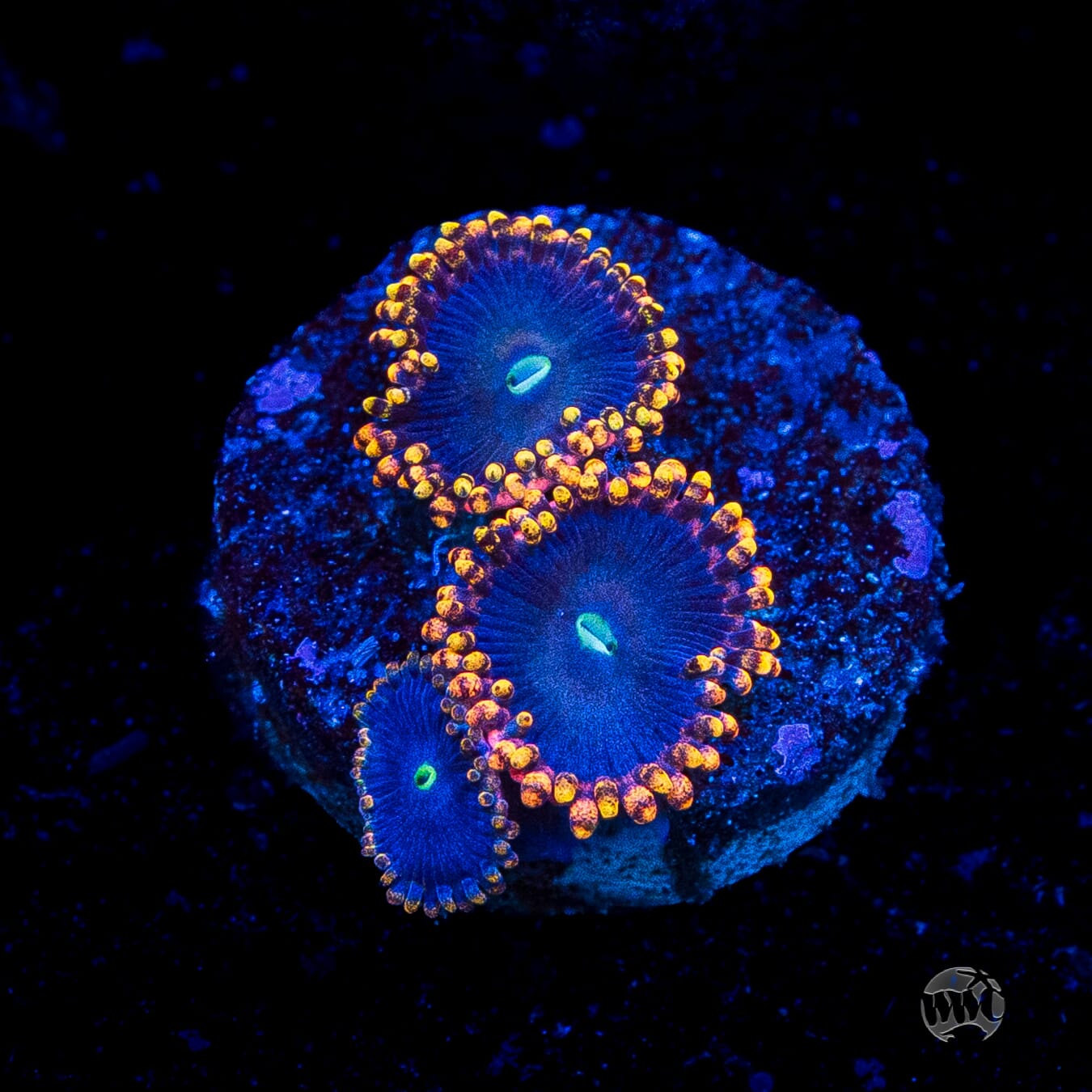 WWC Ultimate Chaos Zoanthids