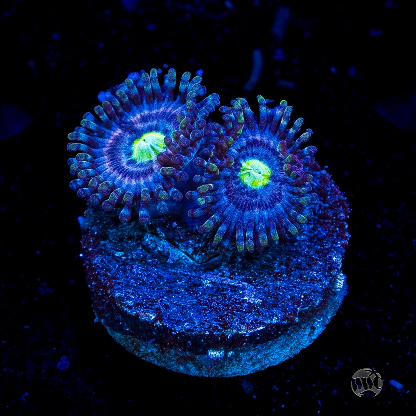 WWC Avocado Smasher Zoanthids