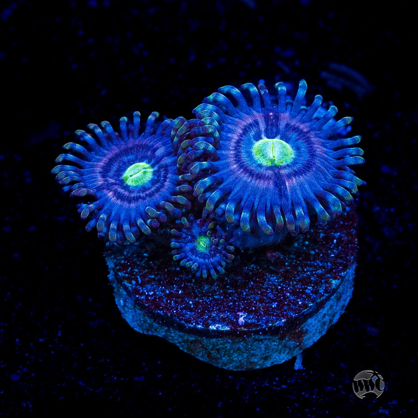 WWC Avocado Smasher Zoanthids
