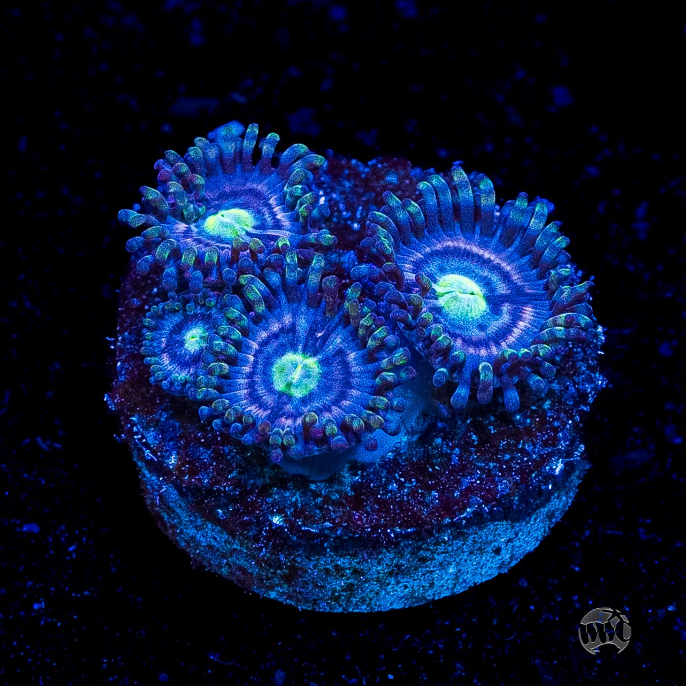 WWC Avocado Smasher Zoanthids