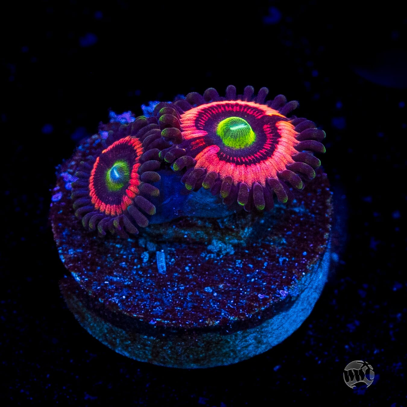 WWC Ultimate Bubblegum Pink Zoanthids