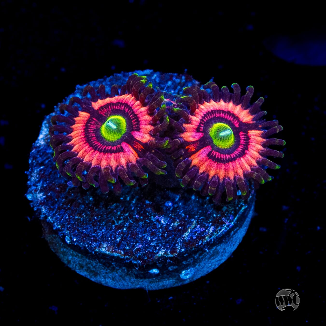 WWC Ultimate Bubblegum Pink Zoanthids