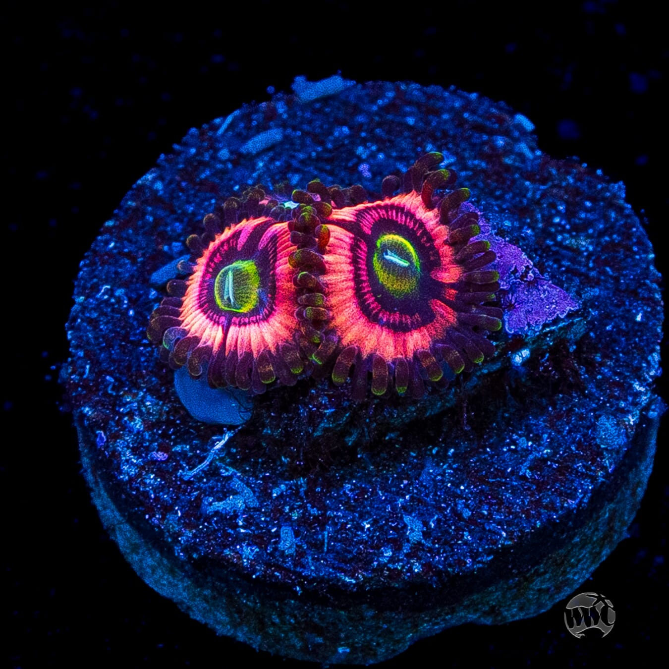 WWC Ultimate Bubblegum Pink Zoanthids