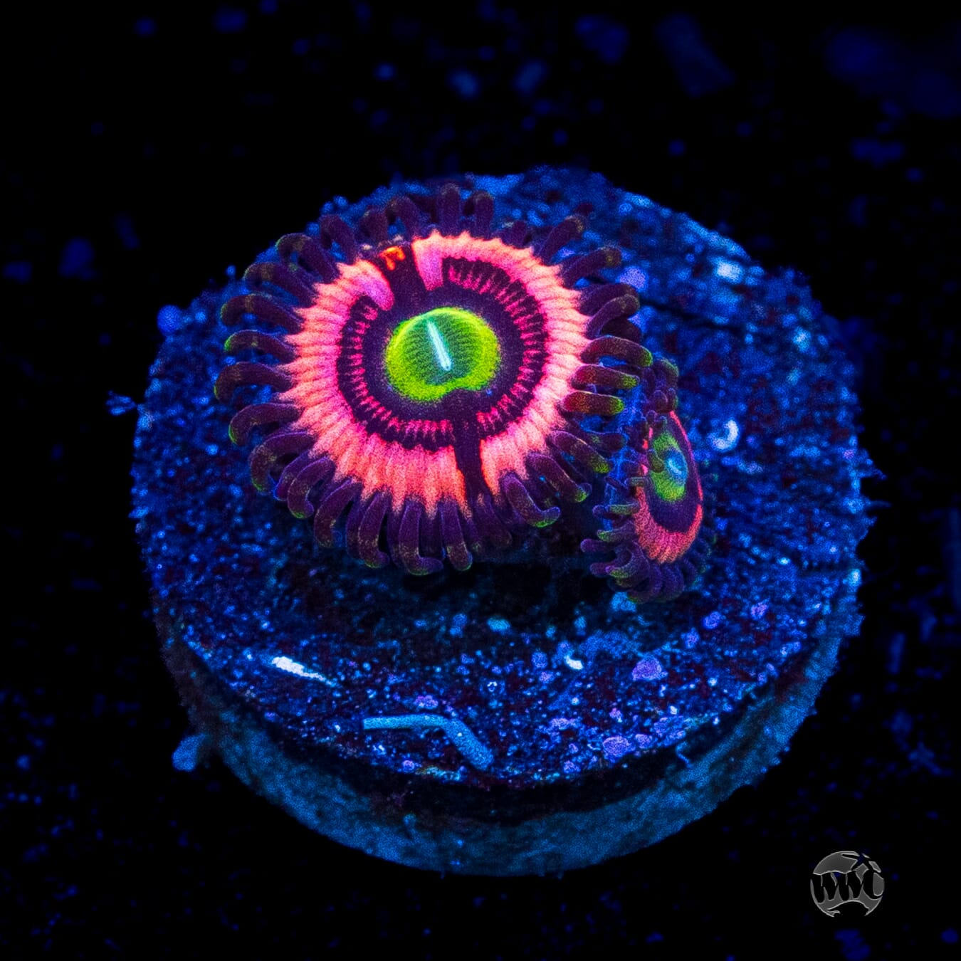 WWC Ultimate Bubblegum Pink Zoanthids
