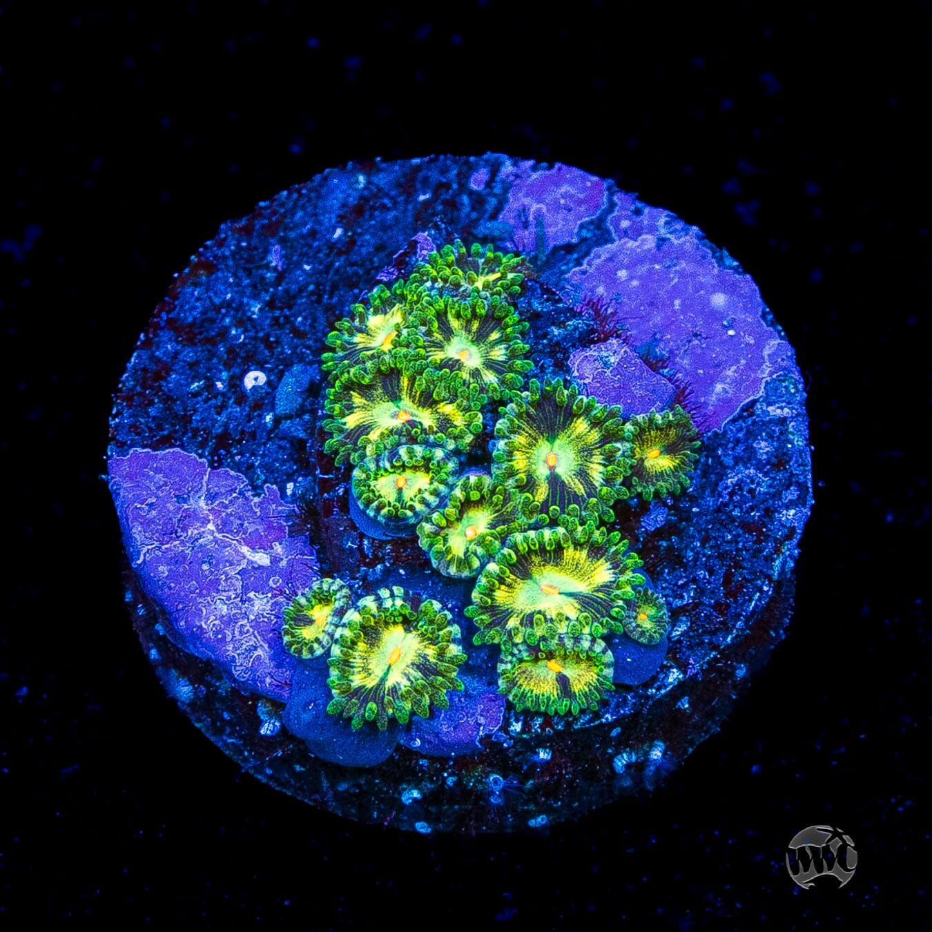 WWC Emerald Nightmare Zoanthids