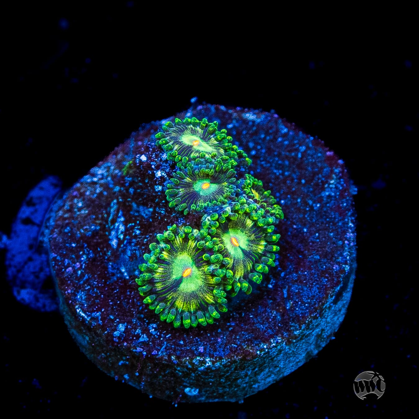 WWC Emerald Nightmare Zoanthids