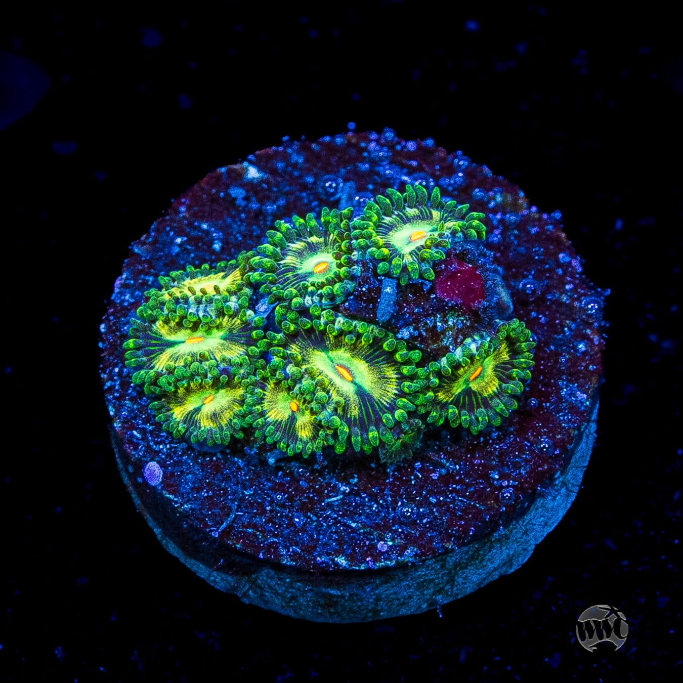 WWC Emerald Nightmare Zoanthids