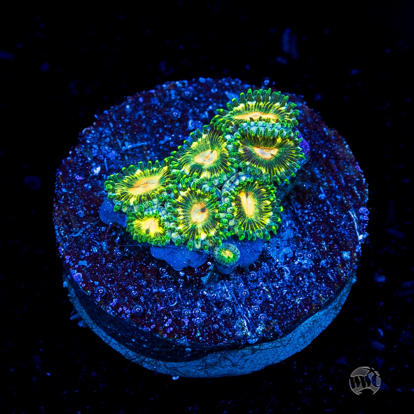 WWC Emerald Nightmare Zoanthids