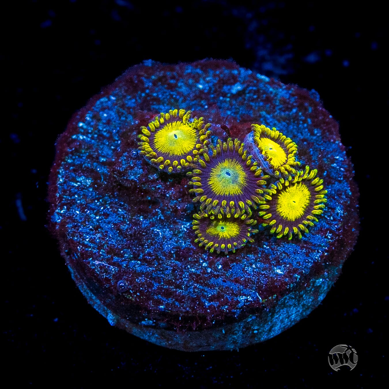 King Midas Zoanthids
