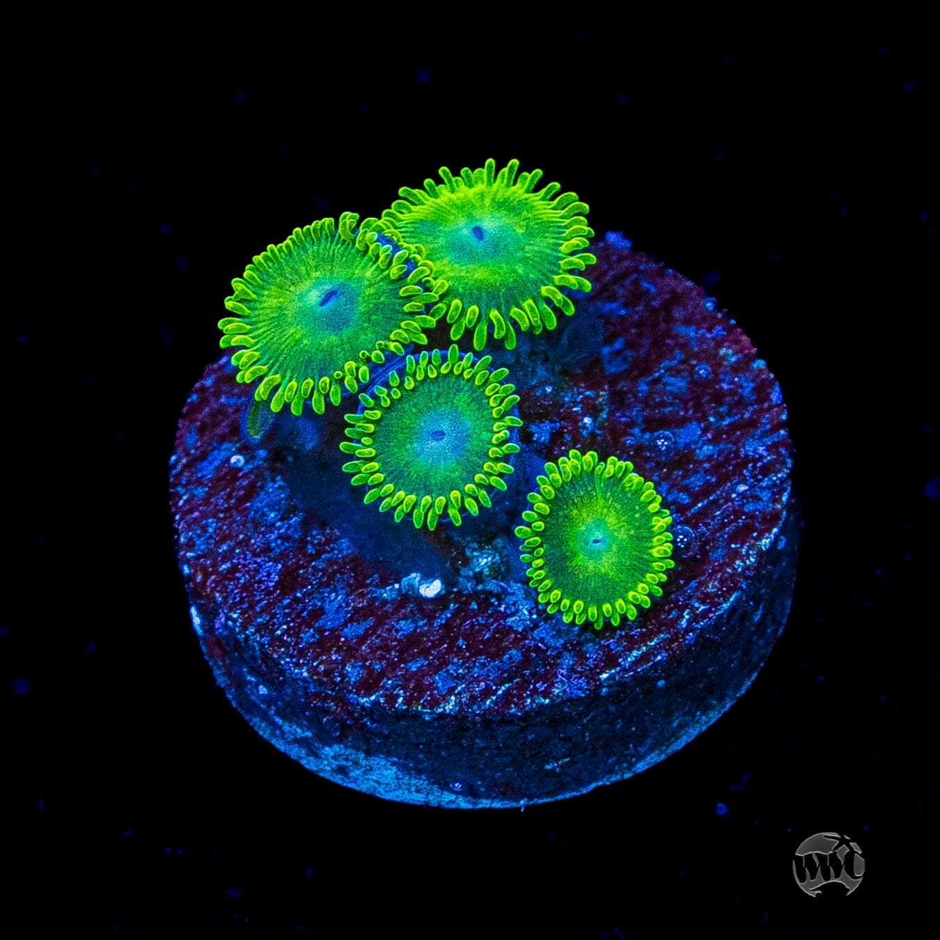 WWC Toxic Tonic Zoanthids
