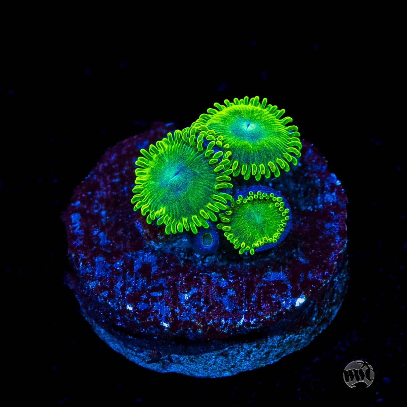 WWC Toxic Tonic Zoanthids