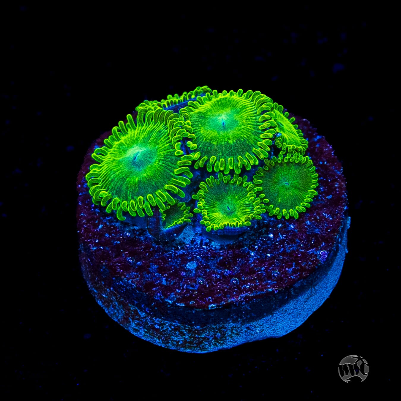 WWC Toxic Tonic Zoanthids