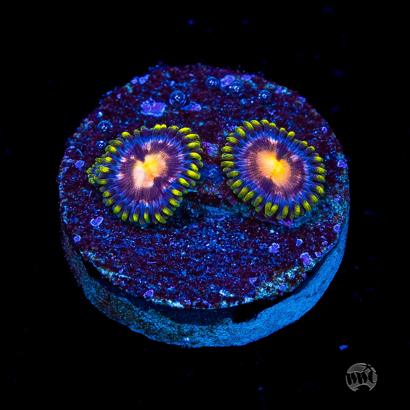 WWC Sweet Tooth Zoanthids