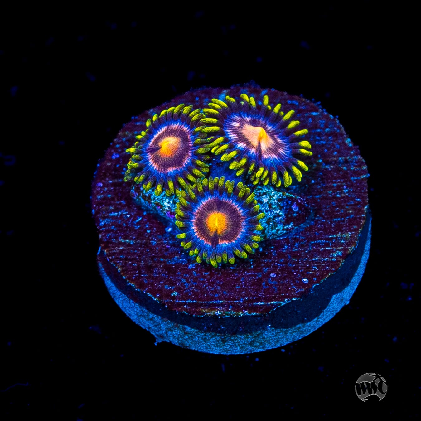 WWC Sweet Tooth Zoanthids