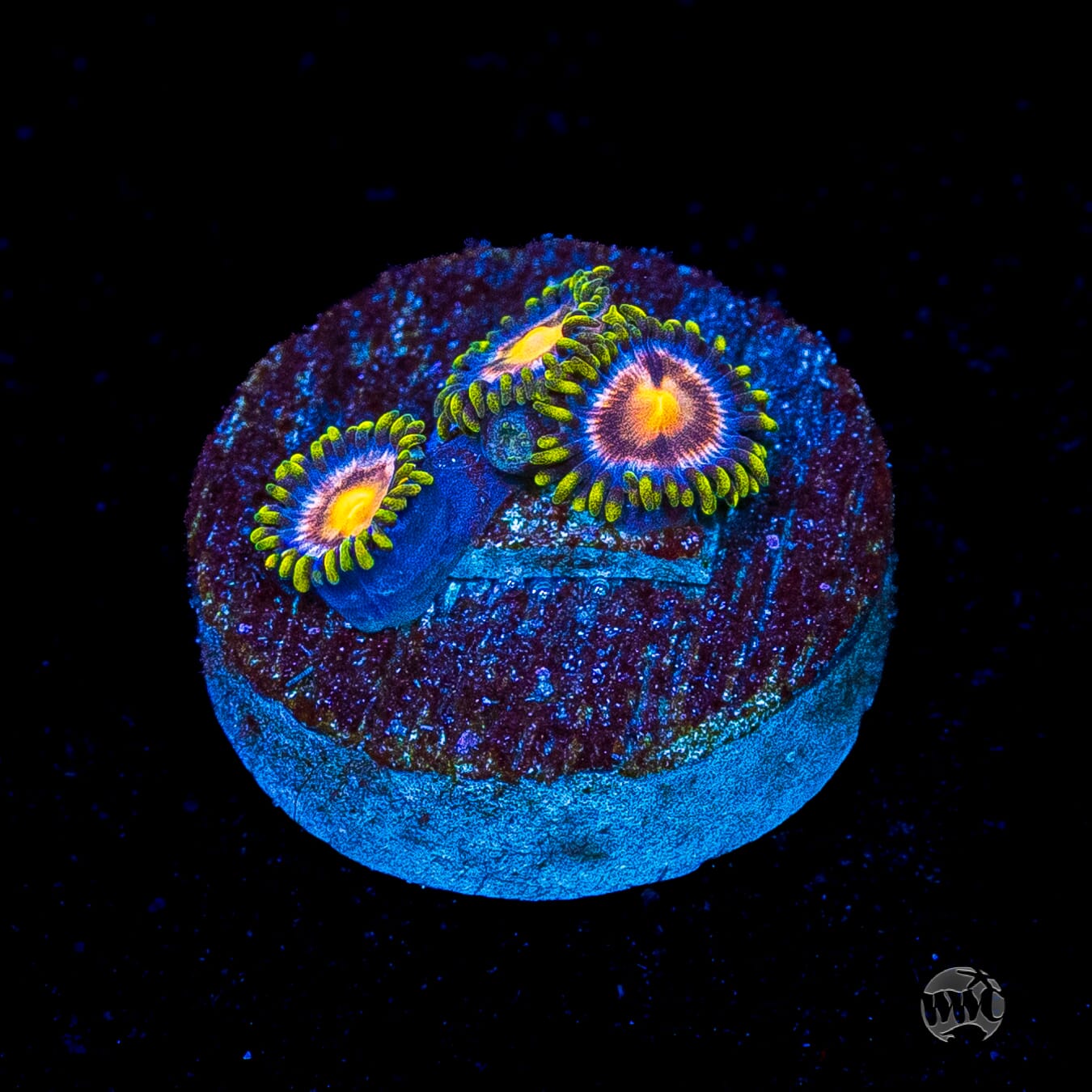WWC Sweet Tooth Zoanthids