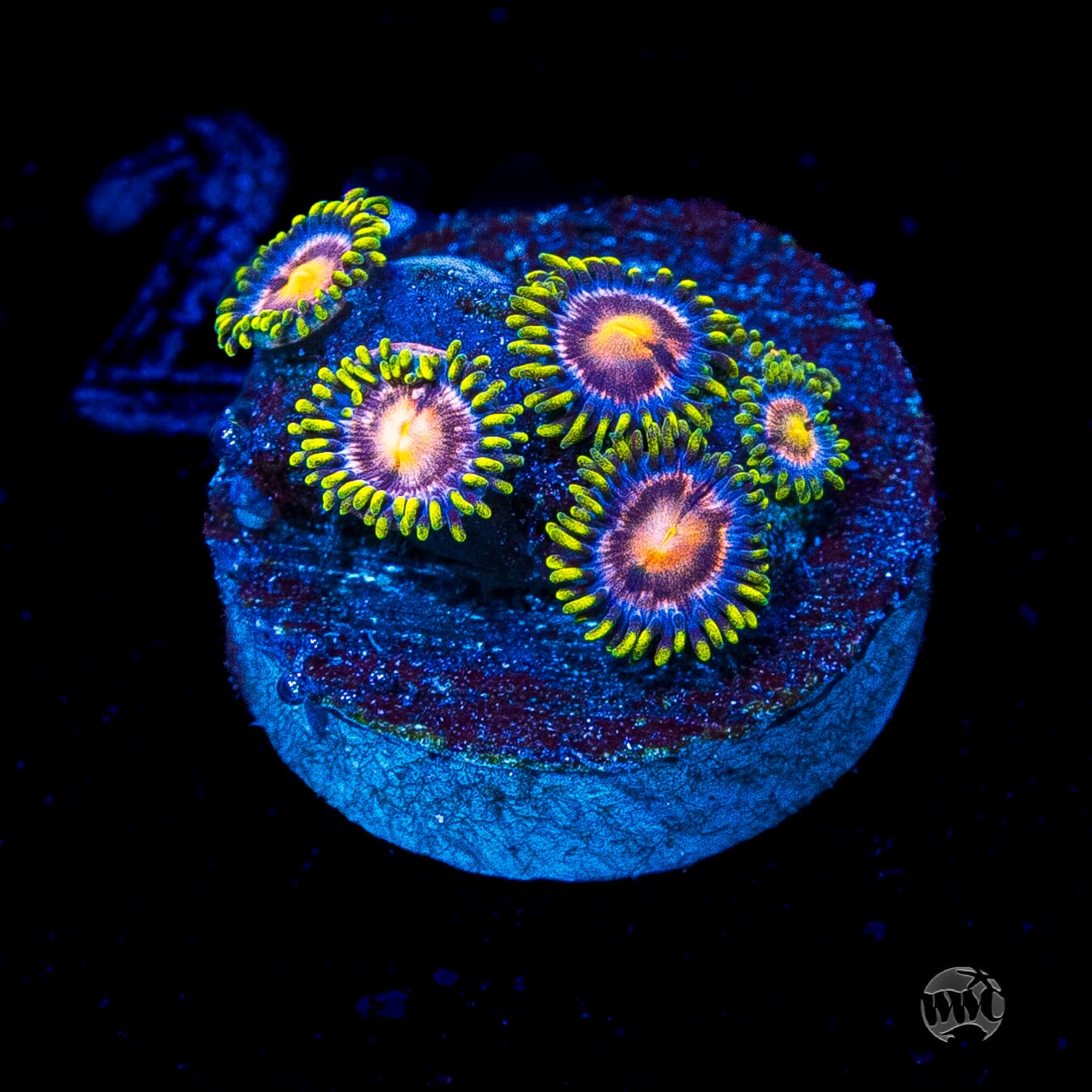 WWC Sweet Tooth Zoanthids