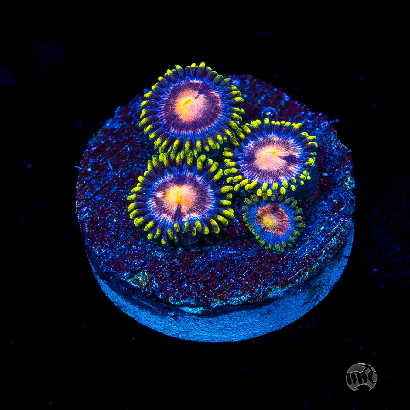 WWC Sweet Tooth Zoanthids