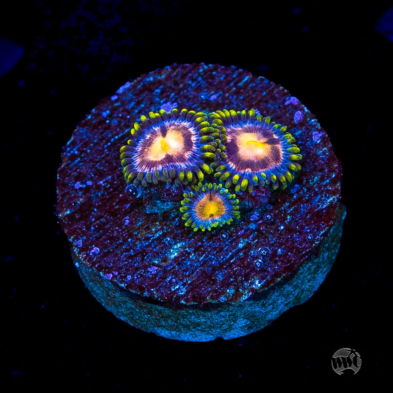 WWC Sweet Tooth Zoanthids