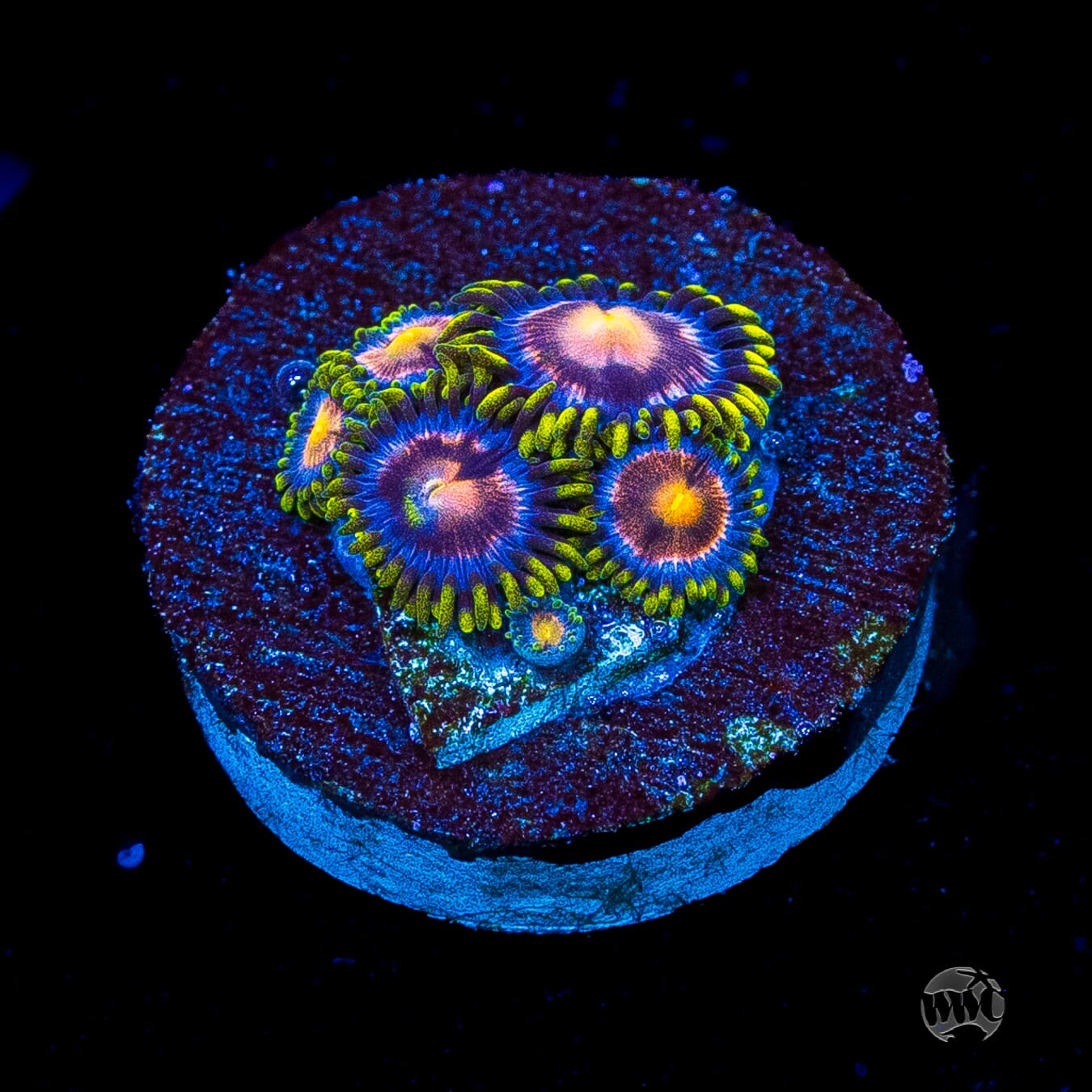 WWC Sweet Tooth Zoanthids