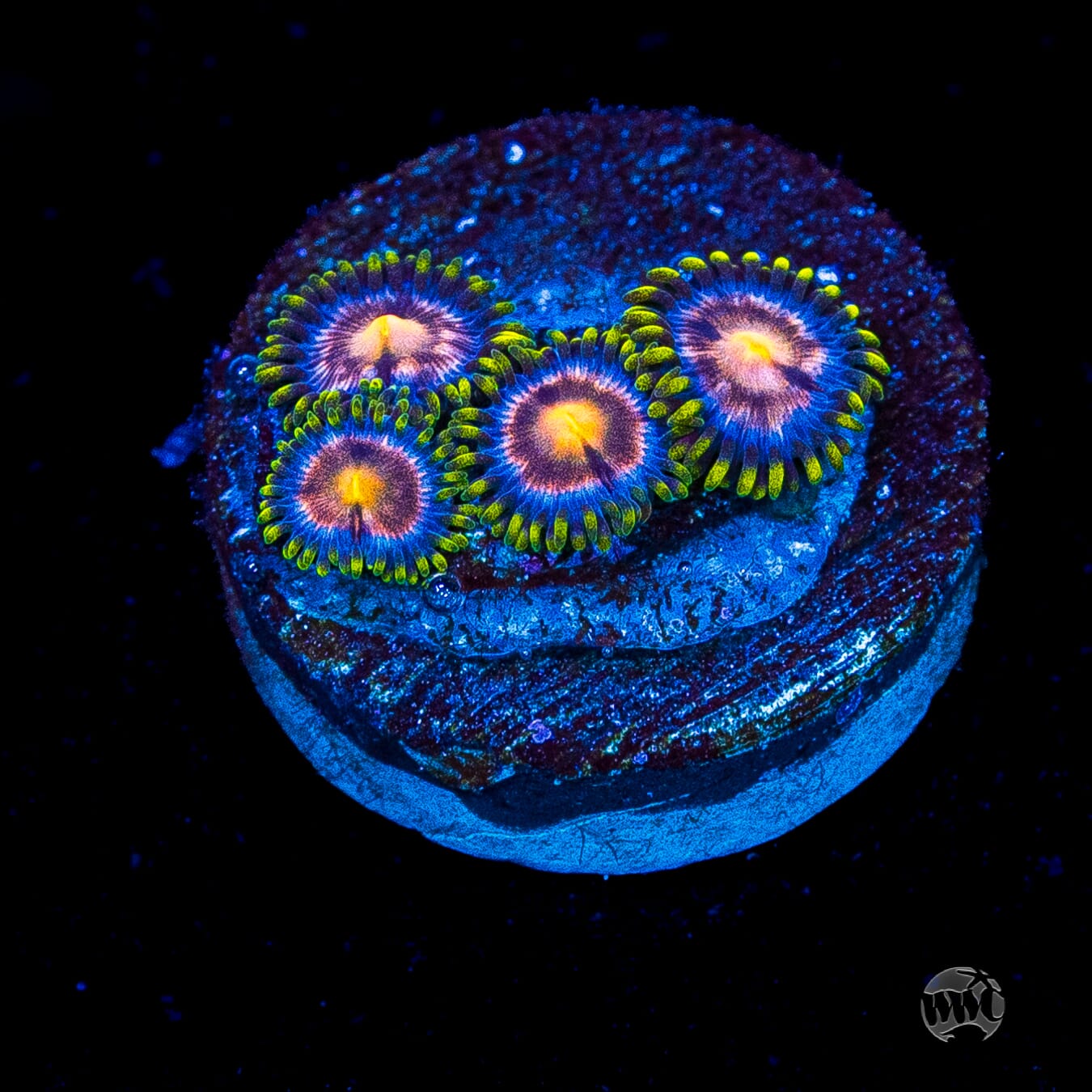 WWC Sweet Tooth Zoanthids