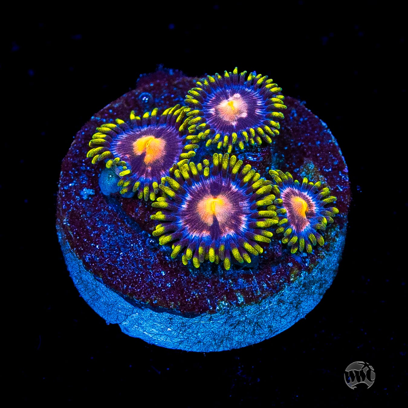 WWC Sweet Tooth Zoanthids