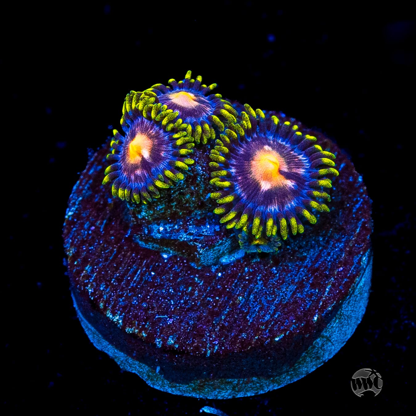 WWC Sweet Tooth Zoanthids