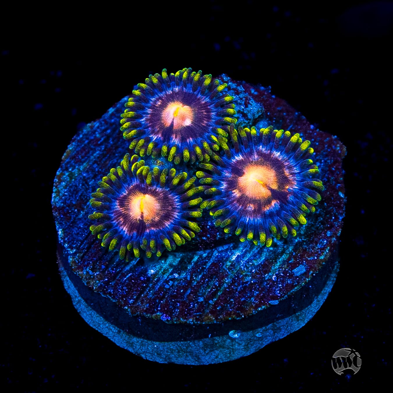 WWC Sweet Tooth Zoanthids