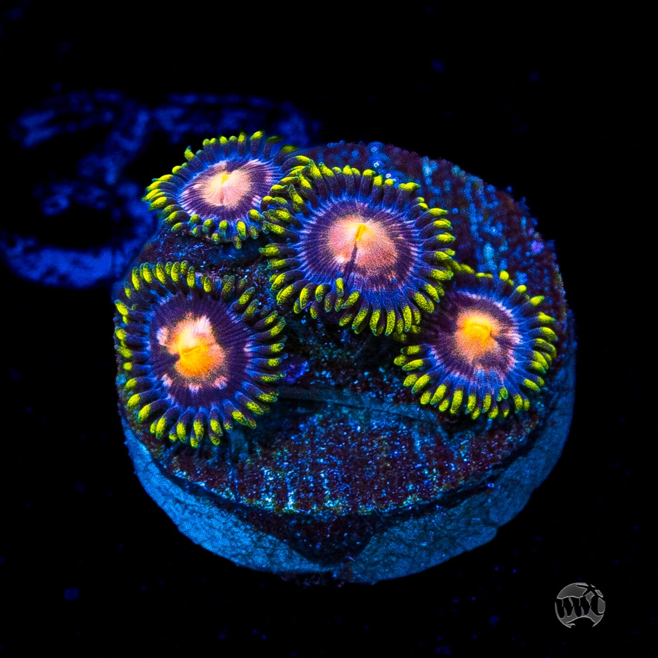 WWC Sweet Tooth Zoanthids