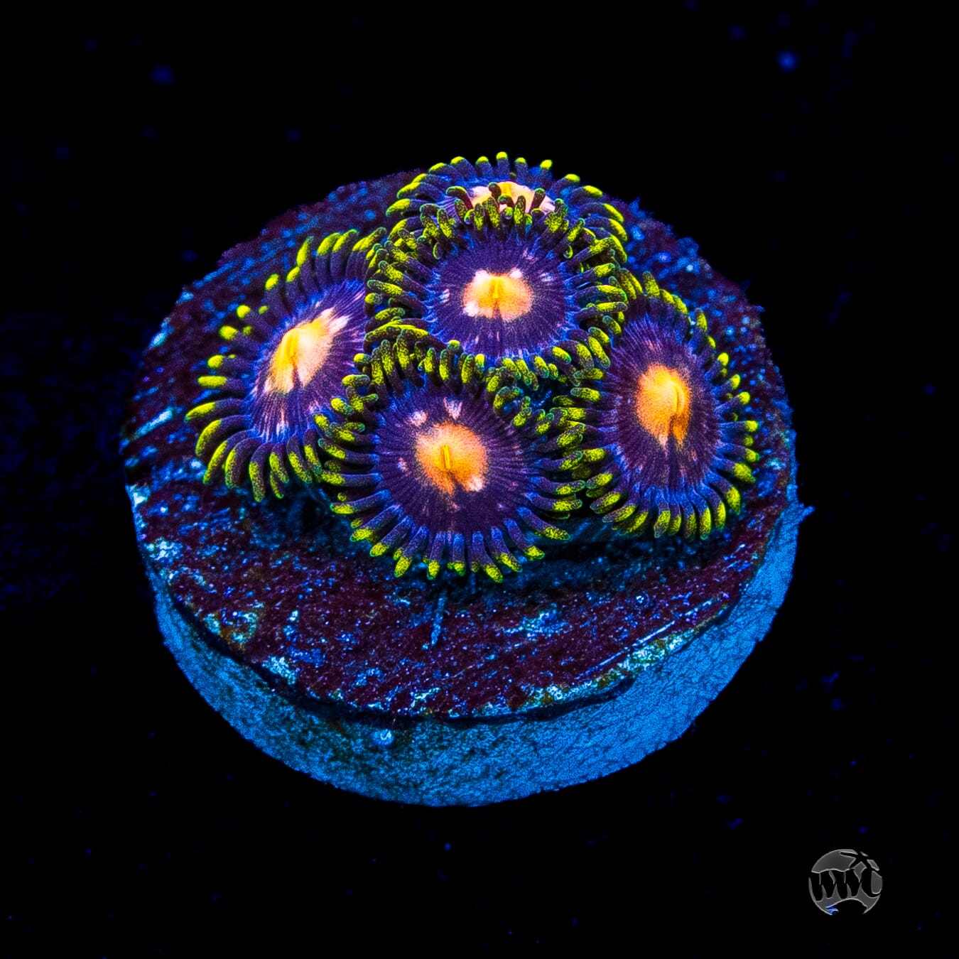 WWC Sweet Tooth Zoanthids