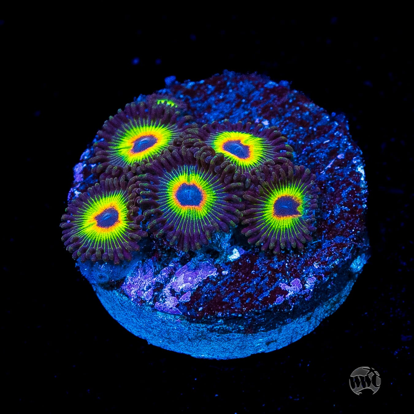 WWC Bob Marley Zoanthids