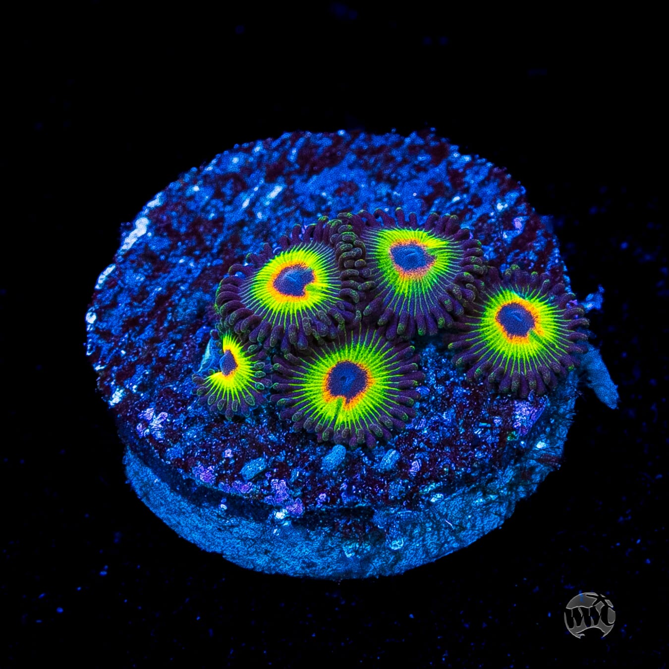 WWC Bob Marley Zoanthids