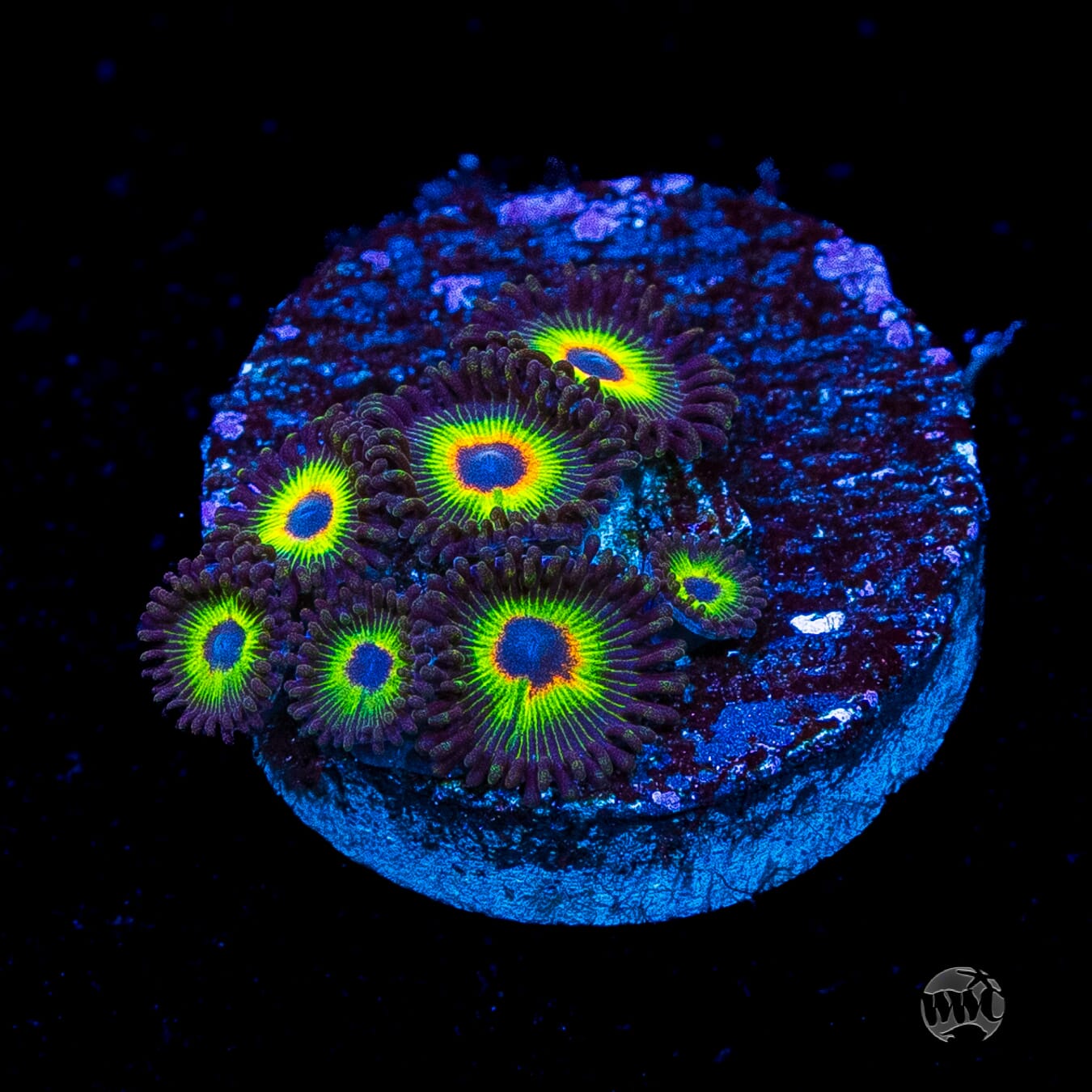 WWC Bob Marley Zoanthids