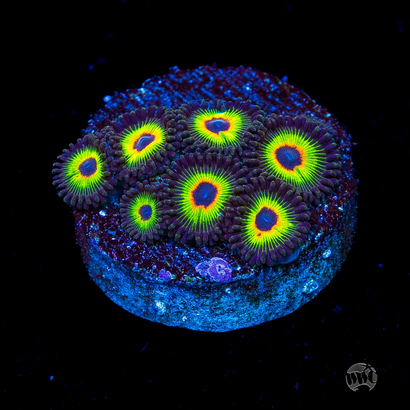 WWC Bob Marley Zoanthids
