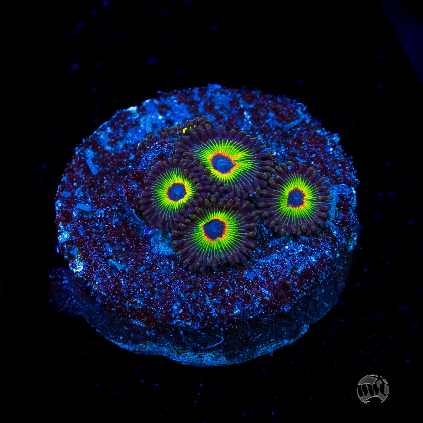 WWC Bob Marley Zoanthids