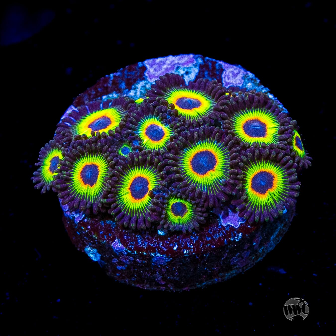 WWC Bob Marley Zoanthids