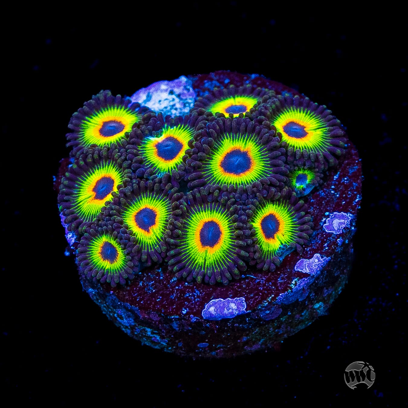 WWC Bob Marley Zoanthids