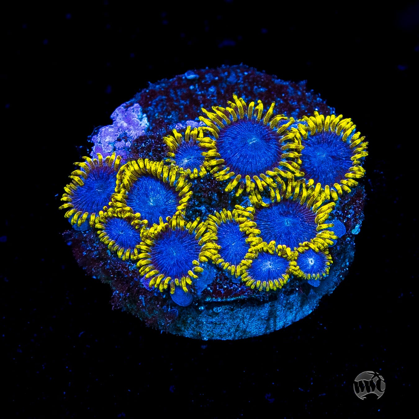 WWC Blue Angels Zoanthids