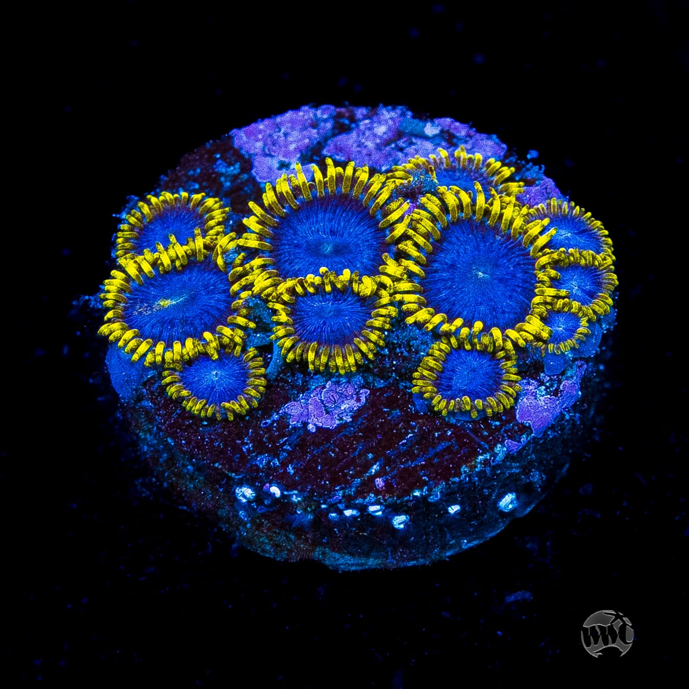 WWC Blue Angels Zoanthids