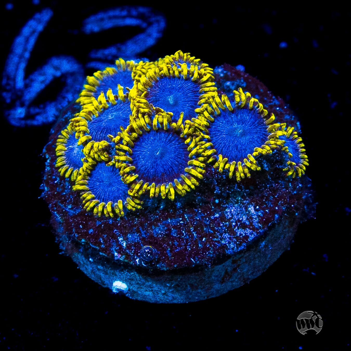WWC Blue Angels Zoanthids